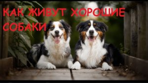 КАК ЖИВУТ ХОРОШИЕ СОБАКИ!!ПРИКОЛ.ПОДПИШИСЬ!