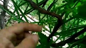 виноград кишмиш  рилайн пинк сидлис, будет рекордный урожай.