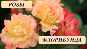 РОЗЫ ФЛОРИБУНДА. РАЗНООБРАЗИЕ ОКРАСОК И ФОРМЫ. Beautiful roses. Floribunda. ДАЧНЫЙ КРЕАТИВ.