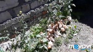 Часть2! цыплята несушки ломан браун спустя 3 недели