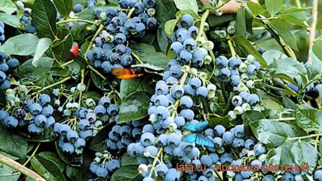Голубика высокорослая Чандлер (vaccinium corymbosum) ? обзор: как сажать, саженцы голубики Чандлер