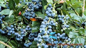Голубика высокорослая Чандлер (vaccinium corymbosum) ? обзор: как сажать, саженцы голубики Чандлер