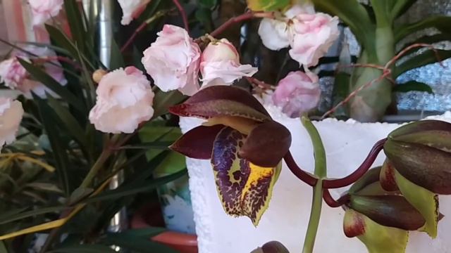 катасетум Герхард Лист. От бутонов до полного раскрытия. смотреть онлайн