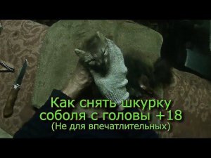 Как снять шкурку соболя с головы +18 Не для впечатлительных