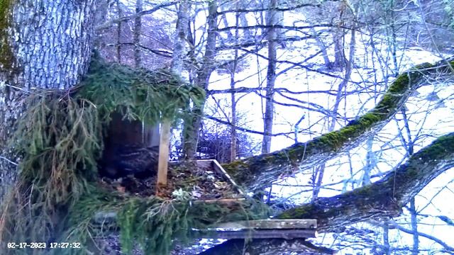 Eagle Owl-Late Afternoon Visit ? 02/17/23 16:45 смотреть онлайн