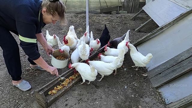 Курица сносит 5 яиц в день. Шутка? Рассказываю