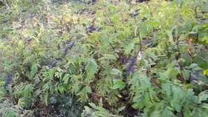 Съедобные растения. Бузина травянистая / Sambucus ebulus