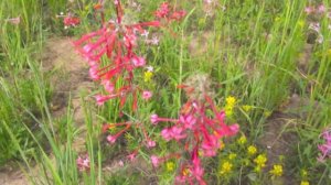 F. Chopin - Etude no. 1 from "Trois nouvelles études", Slawomir Dobrzanski, piano