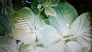 Лист ежевики полезные свойства и противопоказания.