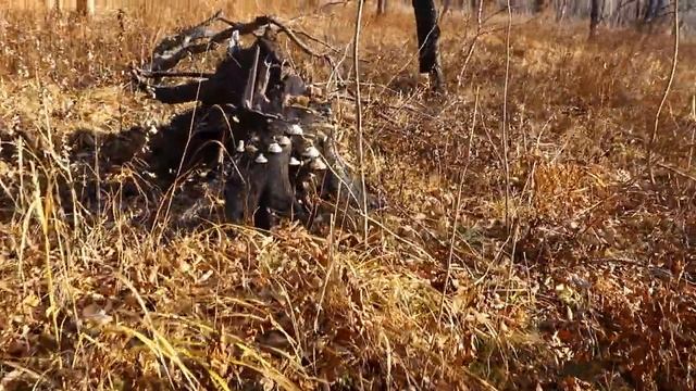 Начало нашей лесной прогулки 30 октября 2022 г. Чёрный куст Давыдов В.С. Д.В. Приморье Сихотэ-Алинь смотреть онлайн