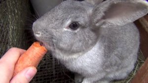 Кормление кролика морковкой, крольчиха, крольчата