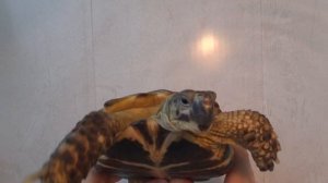 Черепаха. Террариум, Грунт для домашней черепахи. Tortoise. Turtles. Terrarium for domestic turtle.
