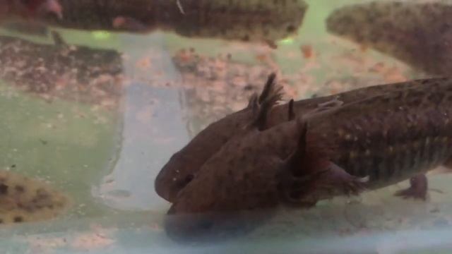 Аксолотль Axolotl Ambystoma mexicanum продажа оптом смотреть онлайн