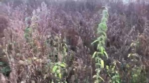 #гербициды Результат от обработки гербицидами сплошного действия #BlagoKos.ru