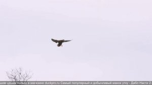 манок на серого гуся своими руками