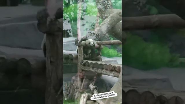 Вайн про панду и забродивший бамбук смотреть онлайн