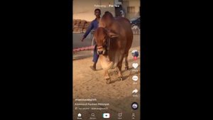 How to Share TikTok Video to Whatsapp ( Android & iPhone )