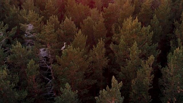 Гнездовье серых цапель