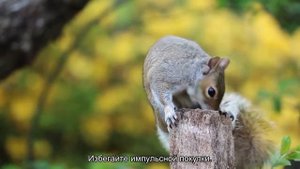 Какого грызуна завести?