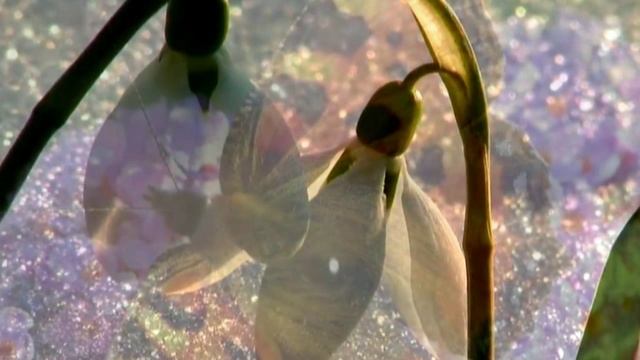 Э. Якубенкова - Я ВЕРЮ, ЧТО ВСЕ ЖЕНЩИНЫ ПРЕКРАСНЫ. Читают Элла Якубенкова и Владислав Витковский смотреть онлайн