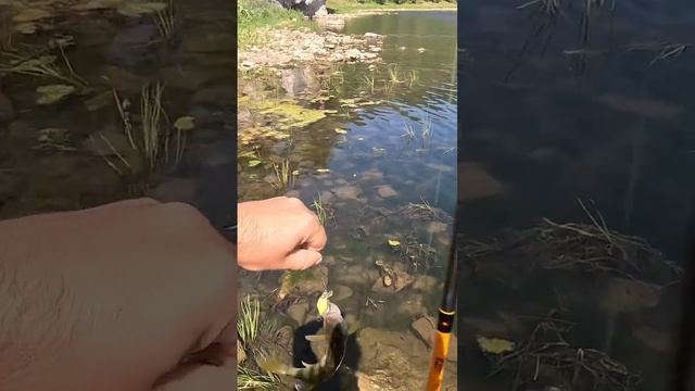 Рыбалка река АЙ(Полное видео на канале) #summer #fishing #рыбалка #подпишись #лето #сатка #река