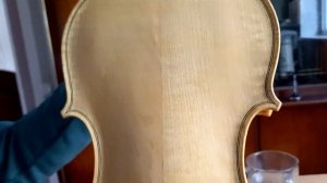 Поющее дерево. Выбор дерева для скрипки.