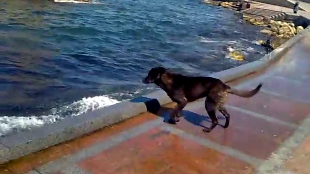 Собака и море смотреть онлайн