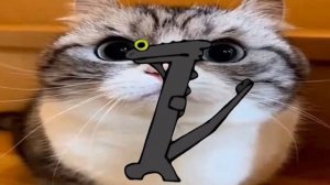 ТАНЦУЮЩИЙ ДРАКОН НА РАЗНЫХ ФОНАХ  МЕМ