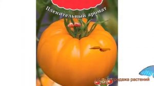 Томат обыкновенный Сюрприз желтый ? обзор: как сажать, семена томата Сюрприз желтый