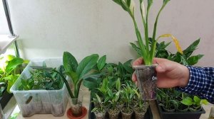 самый лёгкий способ вырастить спатифиллум