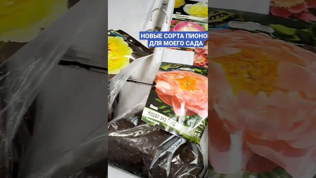 КУПИЛА НОВЫЕ СОРТА ПИОНОВ.