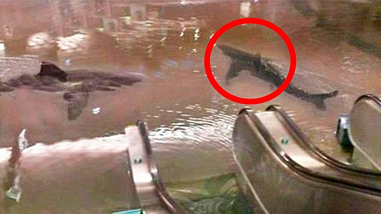 10 Случаев, Когда Стекло в Аквариуме Оказалось Недостаточно Прочным смотреть онлайн