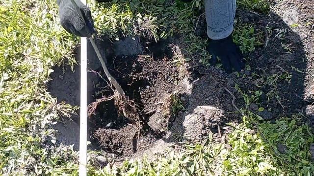 Как посадить саженец груши или яблони с открытой корневой системой смотреть онлайн