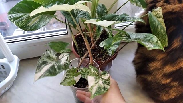 Монстера Альба вариегата. Сингониум Империал Вайт. смотреть онлайн