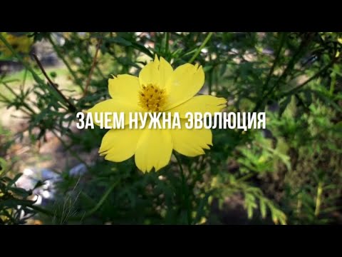 Зачем Нужна Эволюция