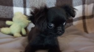 ПТИ БРАБАНСОН СОНЯ. Тип шерсти флаффи.