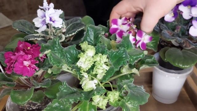 Новое место жительства фиалок/ полки для цветов смотреть онлайн