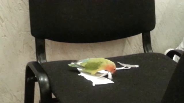 Попугай делает себе новые перышки смотреть онлайн