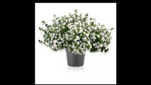 ПОЧЕМУ НЕ ПОЛУЧАЕТСЯ БАКОПА?