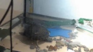 2 часть рассказ про красноухих черепах