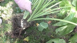 ХОСТА ГИГАНТСКИХ РАЗМЕРОВ. КАК ДЕЛИТЬ ОСЕНЬЮ. Мои цветы. Мой опыт.