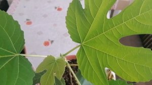 Инжир Кадота и Брунсвик. Новинки в моём саду.