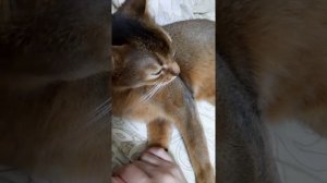 Ложная беременность у кошки.2