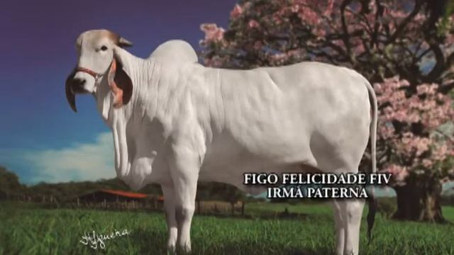 LOTE 13 RMC 281 смотреть онлайн