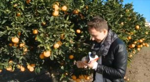 Как воровать апельсины в Испании 