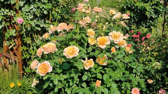 Новый препарат от трипсов! Новости из моего сада. смотреть онлайн