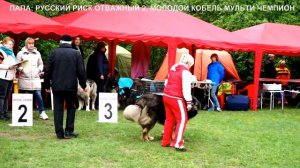 Питомник Кавказских овчарок - РУССКИЙ РИСК ОТВАЖНЫЙ 2, 2,5 ГОДА МУЛЬТИ ЧЕМПИОН.