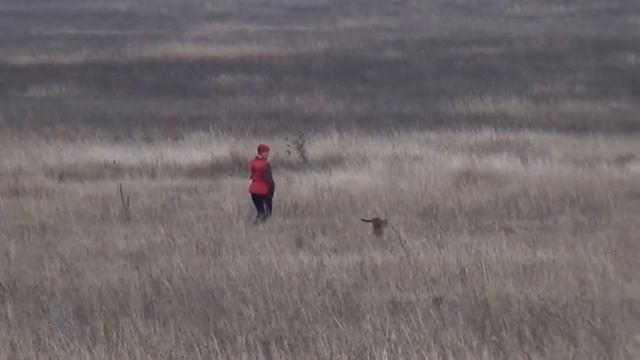 1108 (31) Ирландский красный сеттер Петра Лисицина Е смотреть онлайн