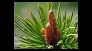 СОСНОВЫЙ МЕД: уникальное средство от кашля, ангины, простуды