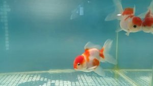 Оранда Сакура